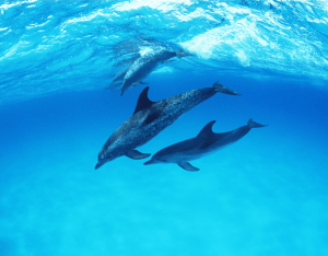 Dauphins